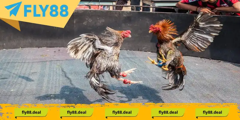 Sảnh đá gà cung cấp những trận đấu hấp dẫn, kịch tính hàng đầu Sảnh đá gà Fly88 cung cấp những trận đấu hấp dẫn, kịch tính hàng đầu