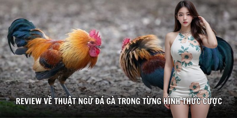 Review về thuật ngữ đá gà trong từng hình thức cược